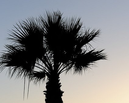 _DSC0039 Palm tree.