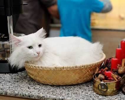 _DSC0088 Daisy relaxing in the basket.