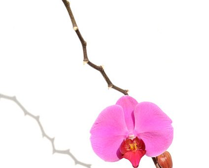 _DSC0010 Orchid.