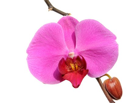 _DSC0016 Orchid.