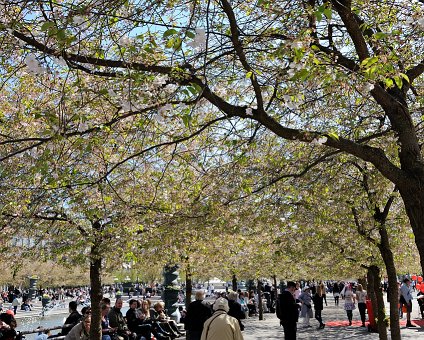 _DSC0004 Trees in bloom at Kungsträdgården in May.