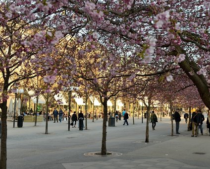 _DSC0001 Kungsträdgården in April when the cherry trees start to bloom.