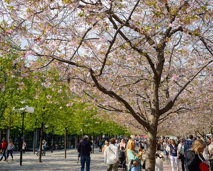 _DSC0012 Enjoying spring under the cherry trees in bloom in Kungsträdgården.