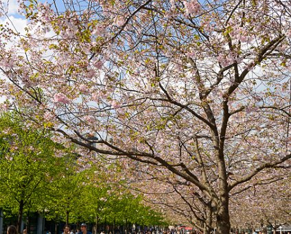 _DSC0013 Enjoying spring under the cherry trees in bloom in Kungsträdgården.