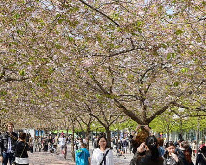 _DSC0033 Enjoying spring under the cherry trees in bloom in Kungsträdgården.