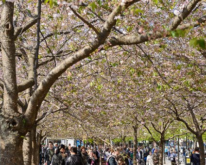_DSC0036 Enjoying spring under the cherry trees in bloom in Kungsträdgården.