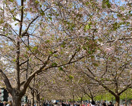 _DSC0040 Enjoying spring under the cherry trees in bloom in Kungsträdgården.