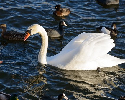 _DSC0071 Swan at Strömmen.