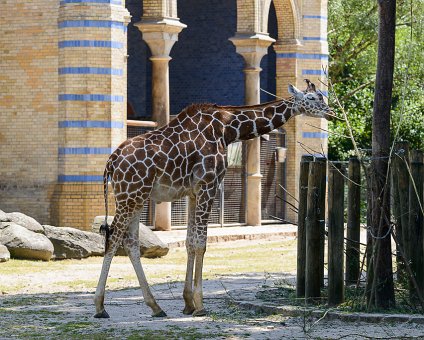 _DSC0026 Giraffe at the Berlin Zoo.