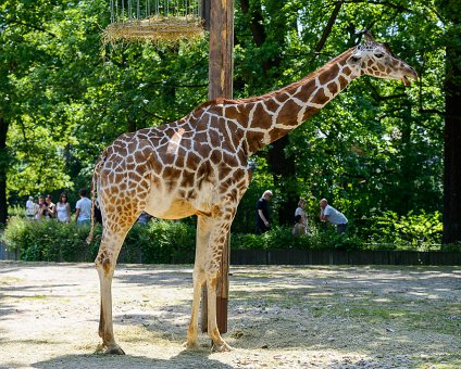 _DSC0029 Giraffe at the Berlin Zoo.