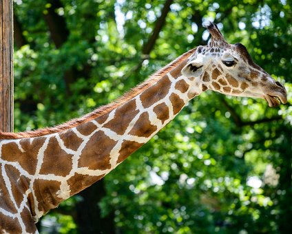 _DSC0031 Giraffe at the Berlin Zoo.