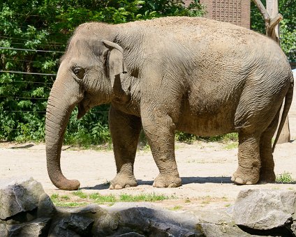 _DSC0037 Elephant at the Berlin Zoo.