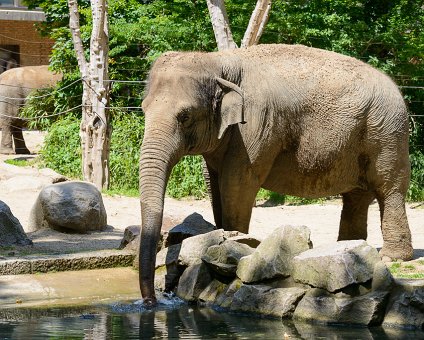 _DSC0040 Elephant at the Berlin Zoo.