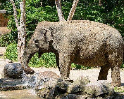 _DSC0042 Elephant drinking water at the Berlin Zoo.