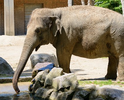 _DSC0044 Elephant at the Berlin Zoo.