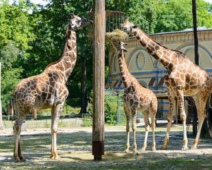 _DSC0047 Giraffes eating at the Berlin Zoo.