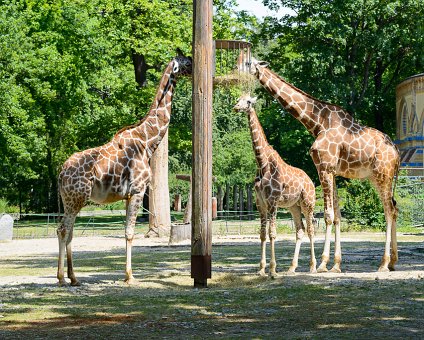 _DSC0048 Giraffes eating at the Berlin Zoo.