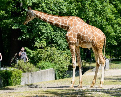 _DSC0052 Giraffe at the Berlin Zoo.