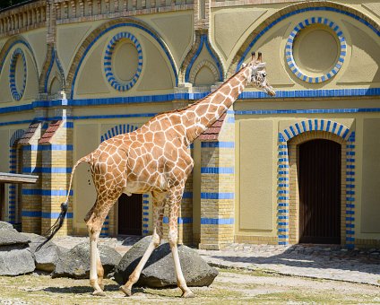 _DSC0059 Giraffe at the Berlin Zoo.