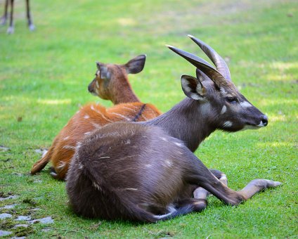 _DSC0061 Antelopes at the Berlin Zoo.