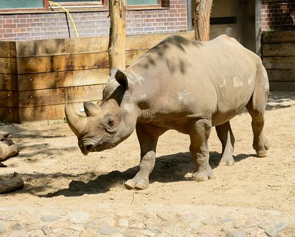 _DSC0073 Rhinoceros at the Berlin Zoo.