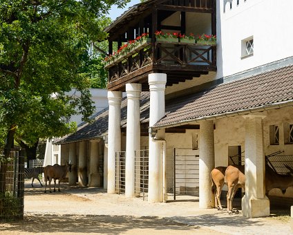 _DSC0078 The house of the elands and zebras at the Berlin Zoo.