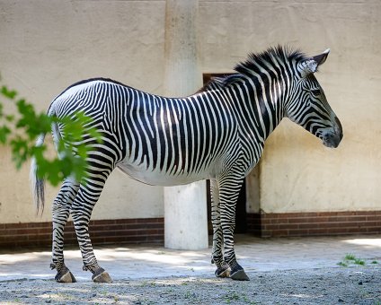 _DSC0079 Zebra at the Berlin Zoo.