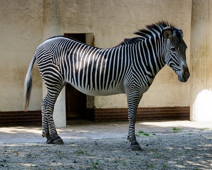 _DSC0083 Zebra at the Berlin Zoo.