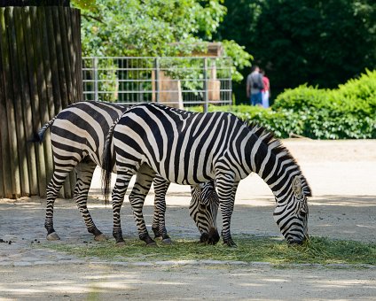 _DSC0084 Zebras at the Berlin Zoo.