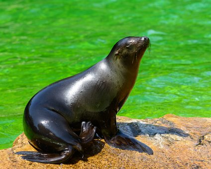 _DSC0088 Seal at the Berlin Zoo.