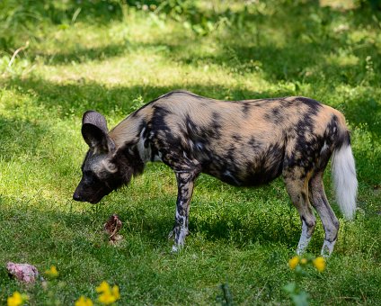 _DSC0094 Hyena at the Berlin Zoo.