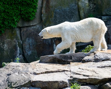 _DSC0096 Polar bear at the Berlin Zoo.