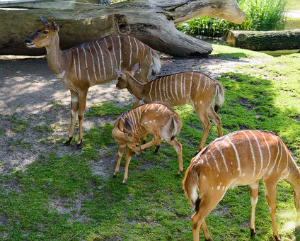 _DSC0107 Antelopes at the Berlin Zoo.