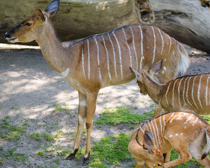 _DSC0108 Antelopes at the Berlin Zoo.