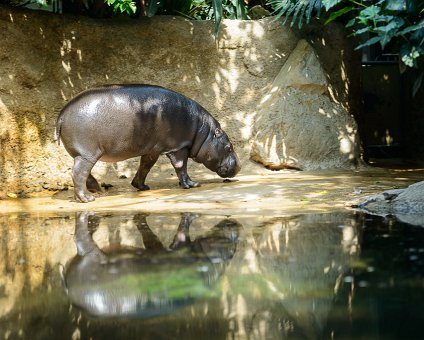 _DSC0116 Hippopotamus at the Berlin Zoo.