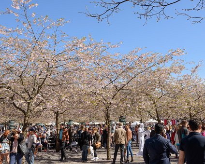 _DSC0047 The cherry trees blooming in Kungsträdgården.