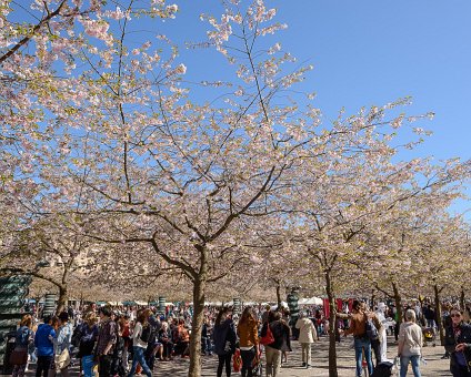 _DSC0049-2 The cherry trees blooming in Kungsträdgården.