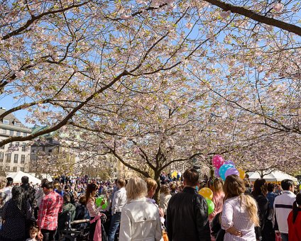 _DSC0057 under the blooming cherry trees in Kungsträdgården.