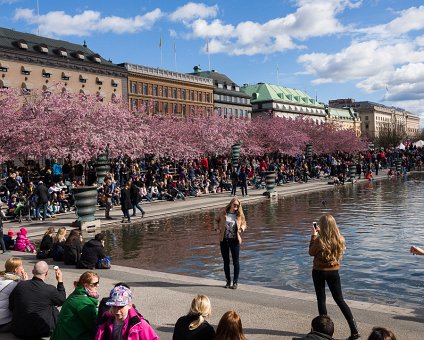 _DSC0002 People enjoying the spring sun and cherry blossoms in Kungsträdgården.