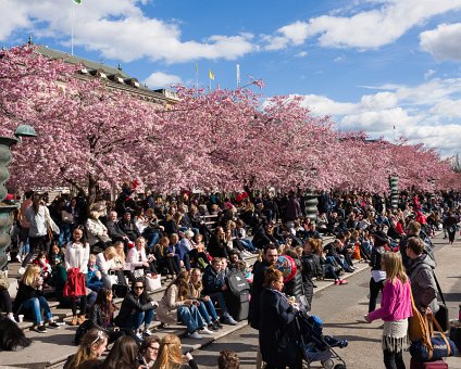 _DSC0008 People enjoying the spring sun and cherry blossoms in Kungsträdgården.