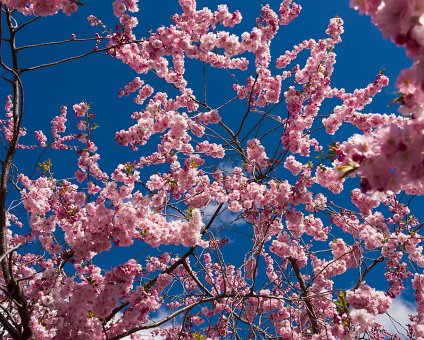 _DSC0021 Cherry blossoms in Kungsträdgården.