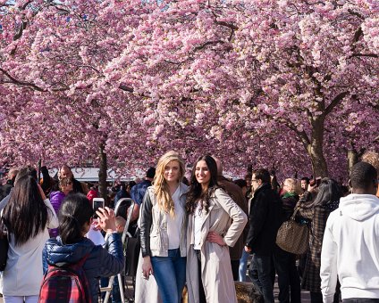_DSC0028 People enjoying the spring sun and cherry blossoms in Kungsträdgården.