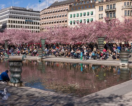 _DSC0047 People enjoying the spring sun and cherry blossoms in Kungsträdgården.
