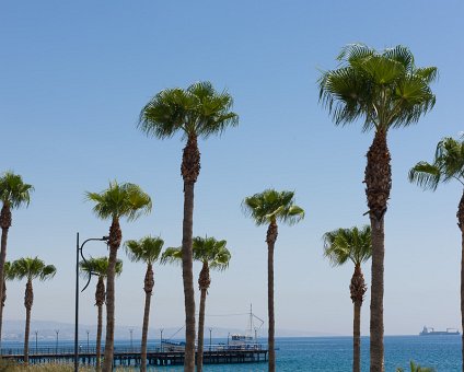 _DSC6397 Palm trees at the seaside promenade in Limassol.