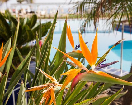 _DSC8320 Flowers by the pool area at Capo Bay hotel.