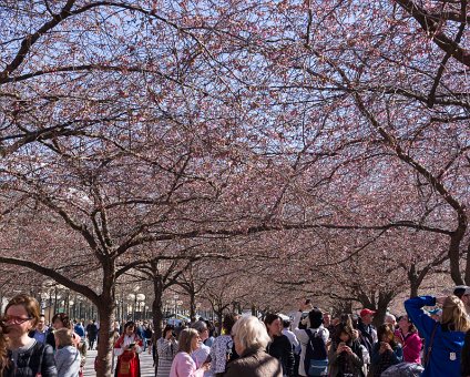 _DSC2663 At Kungsträdgården, the cherry blossoms starting to bloom.