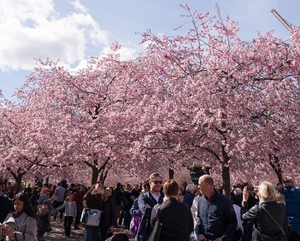 _DSC2786 Cherry blossom in Kungsträdgården.