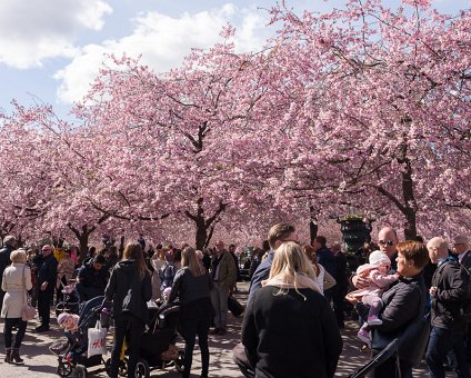 _DSC2787 Cherry blossom in Kungsträdgården.