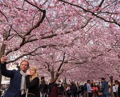 _DSC2817 Cherry blossom in Kungsträdgården, the selfie spot in Stockholm.