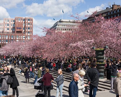 _DSC2833 Cherry blossom in Kungsträdgården.
